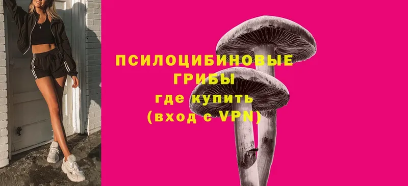 Псилоцибиновые грибы Psilocybe  Камень-на-Оби 